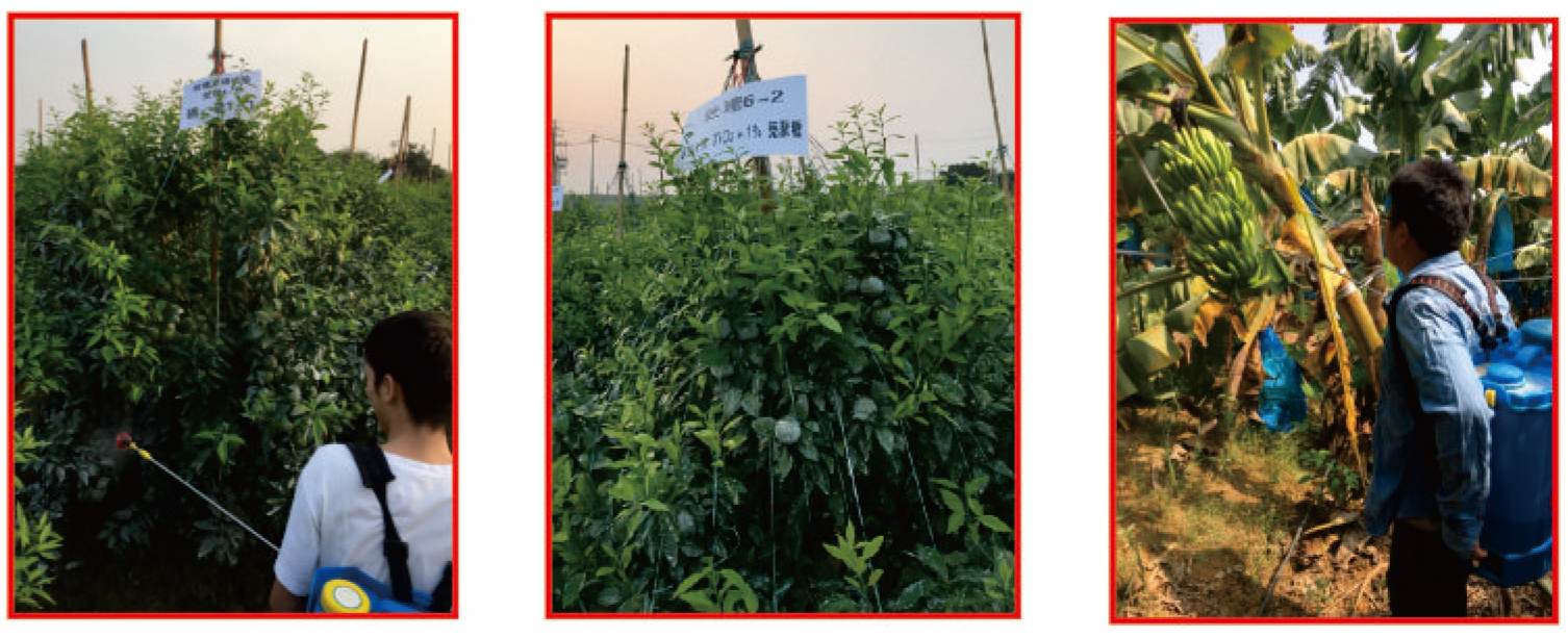 “柑橘樹”“香蕉”廣西壯族自治區南寧市基地