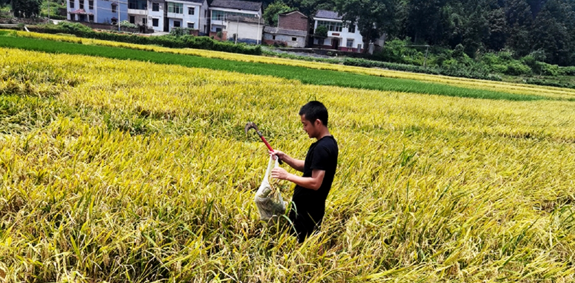 2020年淥口區(qū)重金屬污染耕地修復治理服務項目