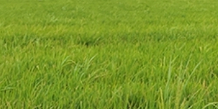 廣東省增城市農(nóng)場水稻重金屬控制技術(shù)示范