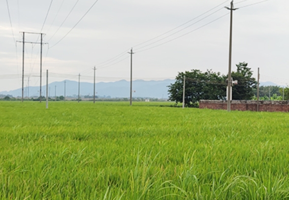 2020年清遠市清新區(qū)受污染耕地安全利用試點示范